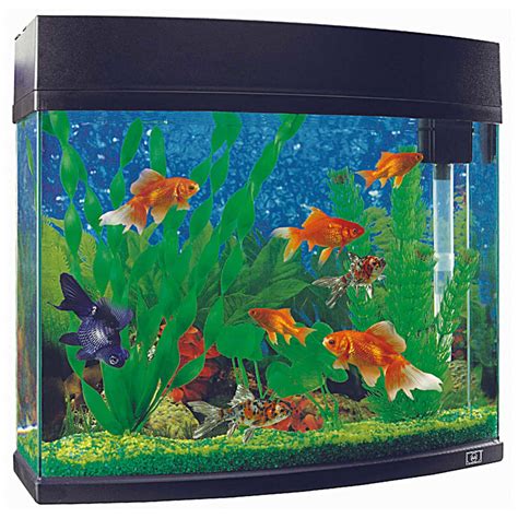 buy aquarium fish online india|Buy Aquarium Fish Online: Aquarium Tanks & Plants .